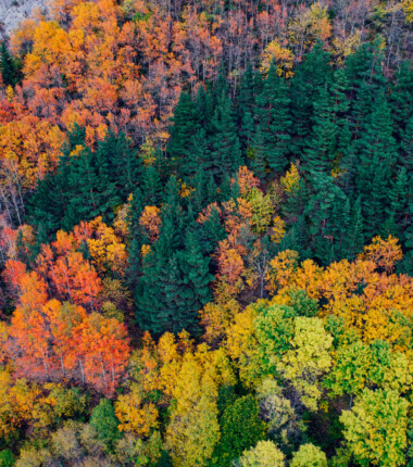 foret