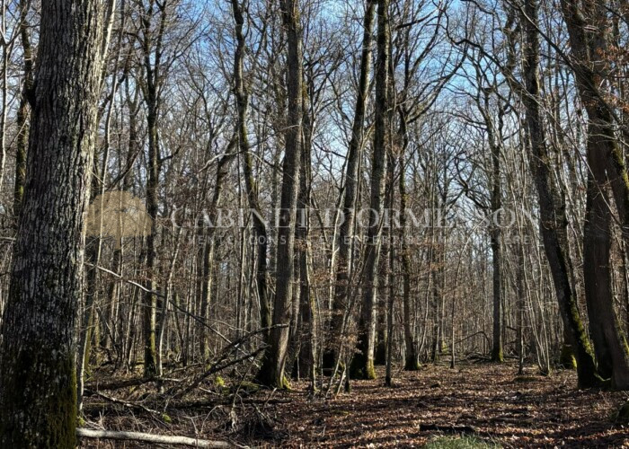 Bien mis en avant - Massif forestier de plus de 350 ha dans la Nièvre